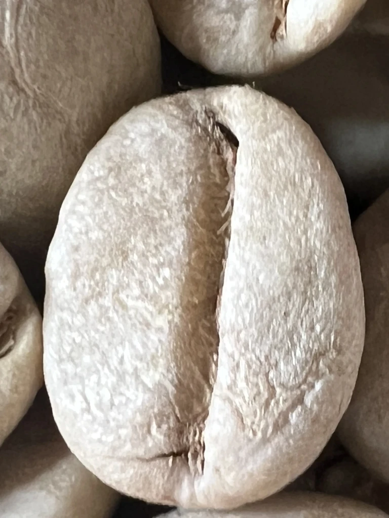 Green Coffee Bean
